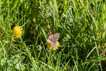 Beautiful butterfly sitting on yellow dandelion