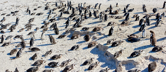 A waddle of penguins relaxing in the sun in Cape Town, South African. A group of wild animals enjoying the warmth on a peaceful sunny day. Many birds huddling in nature, relaxed and calm