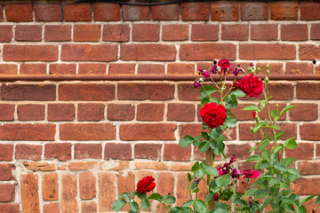 A red rose on a bush against the background of an orange antique brick wall