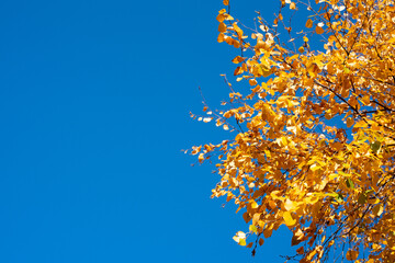 Texture of yellow autumn leaves against the blue sky - 518366936