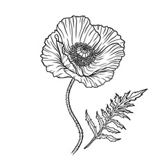 Poppy flower. Papaver. Stem and leaf. Elements for Anzac day design. Hand drawn vector illustration. Monochrome black and white ink sketch. Line art. Isolated on white background. Coloring page.