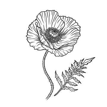 Poppy flower. Papaver. Stem and leaf. Elements for Anzac day design. Hand drawn vector illustration. Monochrome black and white ink sketch. Line art. Isolated on white background. Coloring page.