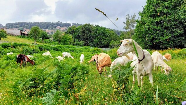 Reba&ntilde;o de cabras en un prado de Galicia