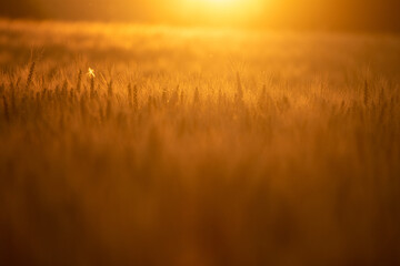 Golden fields of wheat in the backlight © Marek