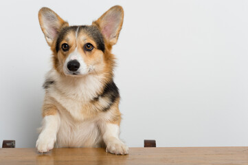 Welsh Corgi Pembroke steht auf einem Tisch 