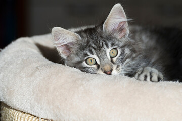 Norwegisches Waldkatzen K&auml;tzchen liegt im Katzenbett