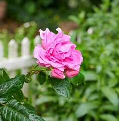 Fototapeta premium A detail closeup of a rose in the garden. Blossoming pink flower macro with water drops on dark green leaves. Single bloom against a background of greenery and a white picket fence