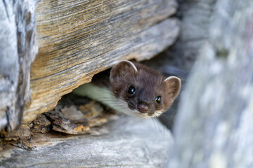 a stoat, mustela erminea, in a old hunting hut on the mountains - obrazy, fototapety, plakaty