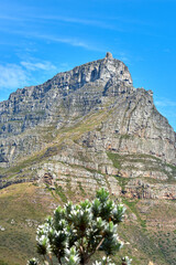 Stunning landscape of Table Mountain with a tree underneath in the summer with copy space. View of big mountain National park in South Africa with beautiful green nature blue sky in the background