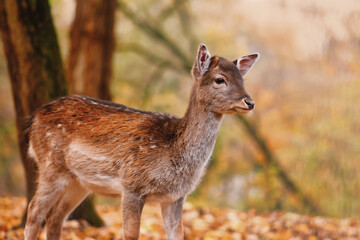 Naklejka na ściany i meble Young fawn European fallow deer in forest