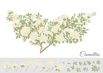 Camellia blossom tree Clip art, set of elements for design Vector illustration. In botanical style Isolated on white background.
