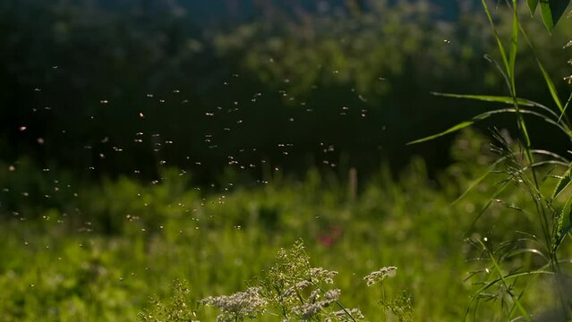 Close-up of swarm of midges in grass. Creative. Morning midges in green grass in meadow. Insects in grass on summer morning. Midges and mosquitoes in nature