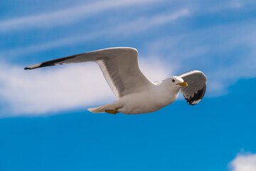 Russia. Leningrad region. May 29, 2022. Lake seagull, filmed in flight.