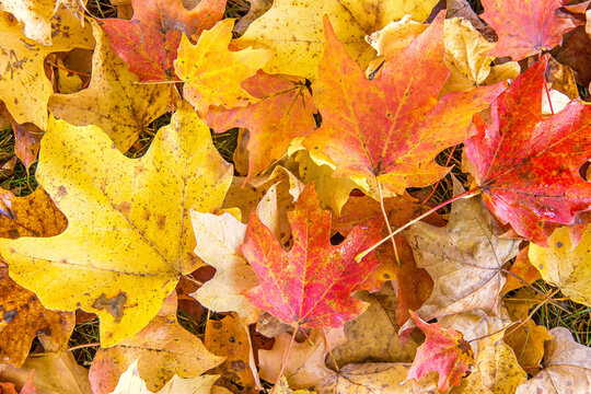 Red, yellow, and orange fall maple leaves on the ground.
