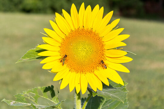 A beautiful sunflower in bloom with bees
