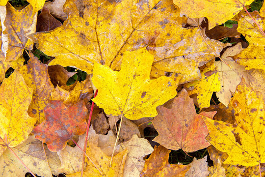 Yellow maple tree leaves on the ground in fall.