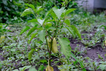 Sweet pepper grows on the ground. Yellow vegetables. Juicy salad ingredients. Ripening healthy products in the garden. Gardening and farming, growing food.