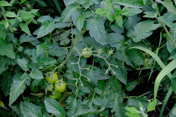 Fototapeta premium Ripe tomato seedlings in a farmer's garden. Green vegetables grow from the ground. Natural grown healthy foods 