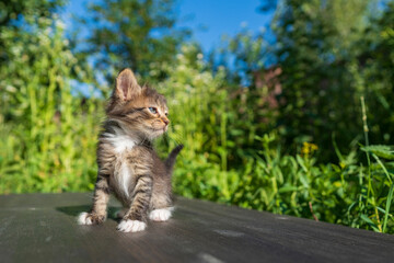 Obraz premium Newborn gray kitten close up. Kitten at one month old of life on nature, outdoors