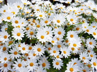 Marguerite daisies, white flowers blooming outdoors in a garden on a spring day. Bright flowerheads blossoming in a lush green bush outside in a park. Vibrant flowering plants growing in a yard