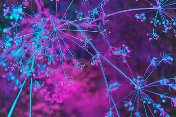 magenta cyan plants at night