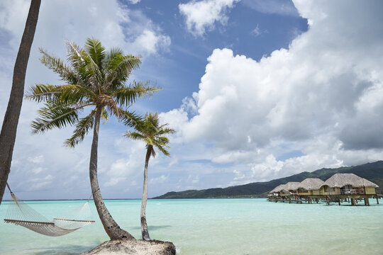 Hammock and overwater bungalows with palm tree at luxury resort
