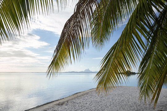 Palm trees on beach island and view of Bora Bora in Tahiti 