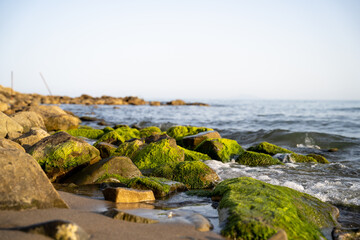 Panorama di mare con rocce coperte di alghe durante il tramonto in spiaggia