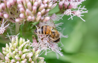 A bee on a water daffodil blossom