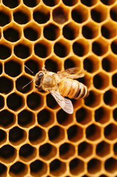 Bee on honeycomb