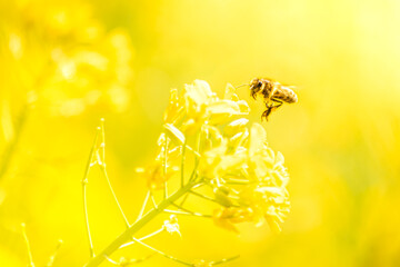 Abeja