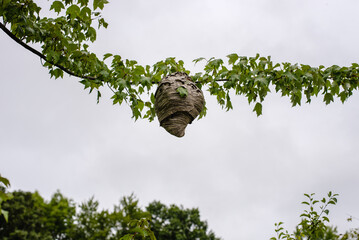 Hornet's nest hanging from a tree