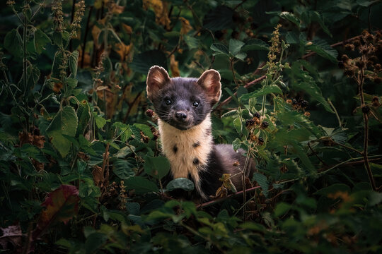 Baummarder im Wald, zwischen Str&auml;ucher und Beeren