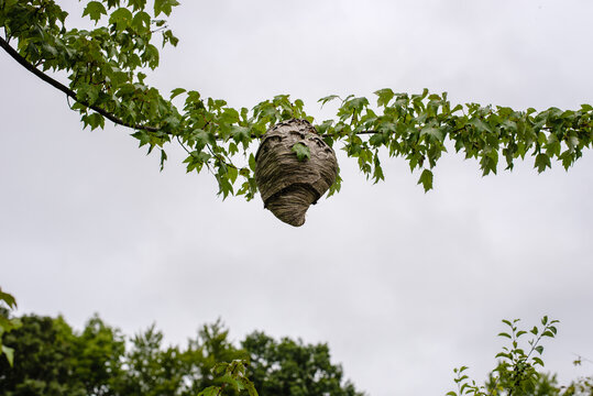 Hornet's nest hanging from a tree