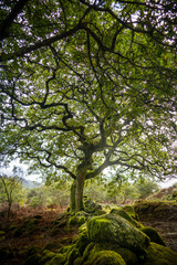 Copa de &aacute;rbol
