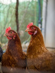 Gallinas en coral