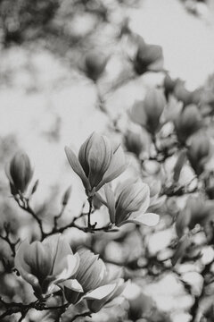 black and white magnolias
