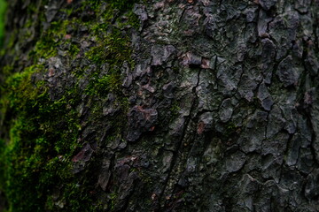 the bark of the tree with some moss.