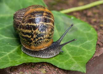 Schnecke mit schönem Schneckenhaus auf einem Weinblatt