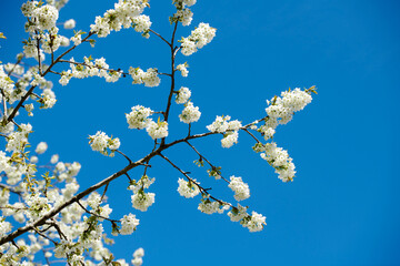 Sweet cherry flowers growing on a tree in a garden. Beautiful Sakura flowering plants blossoming on branches against a clear blue sky in summer. Nature park with flora trees in a natural environment