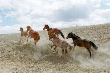 Wild Horses Running On Field