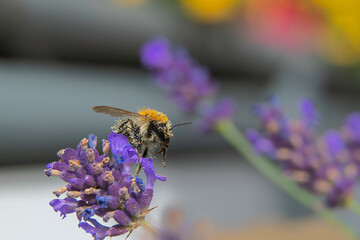 Biene auf einem Lavendel beim Sammeln von Nektar