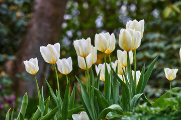 Beautiful white tulips growing in a garden outdoors in early spring. Bunch of pretty and vibrant flowers blooming in a park on a summer day. Plants blossoming outside in a backyard during summer