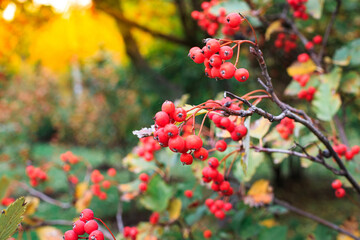 Ripe cranberries ripened on the branch of the bush. Autumn harvest of red berries. Wild berries in nature red viburnum