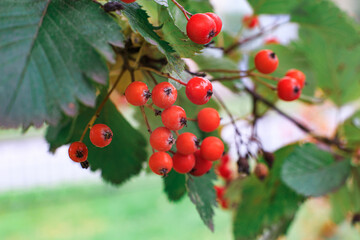 Ripe cranberries ripened on the branch of the bush. Autumn harvest of red berries. Wild berries in nature red viburnum