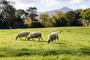 Grazing sheep