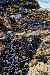 West coast tide pool covered in thousands of mussels