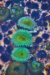 Vibrant green sea anemone detail in tide pool