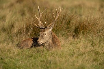 Close up of a red deer stag Cervus elaphus in autumn, UK.
