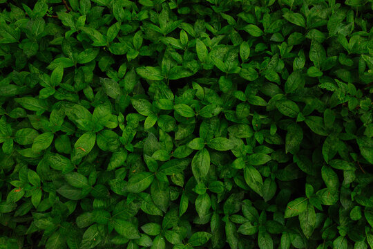Fototapeta leaves
